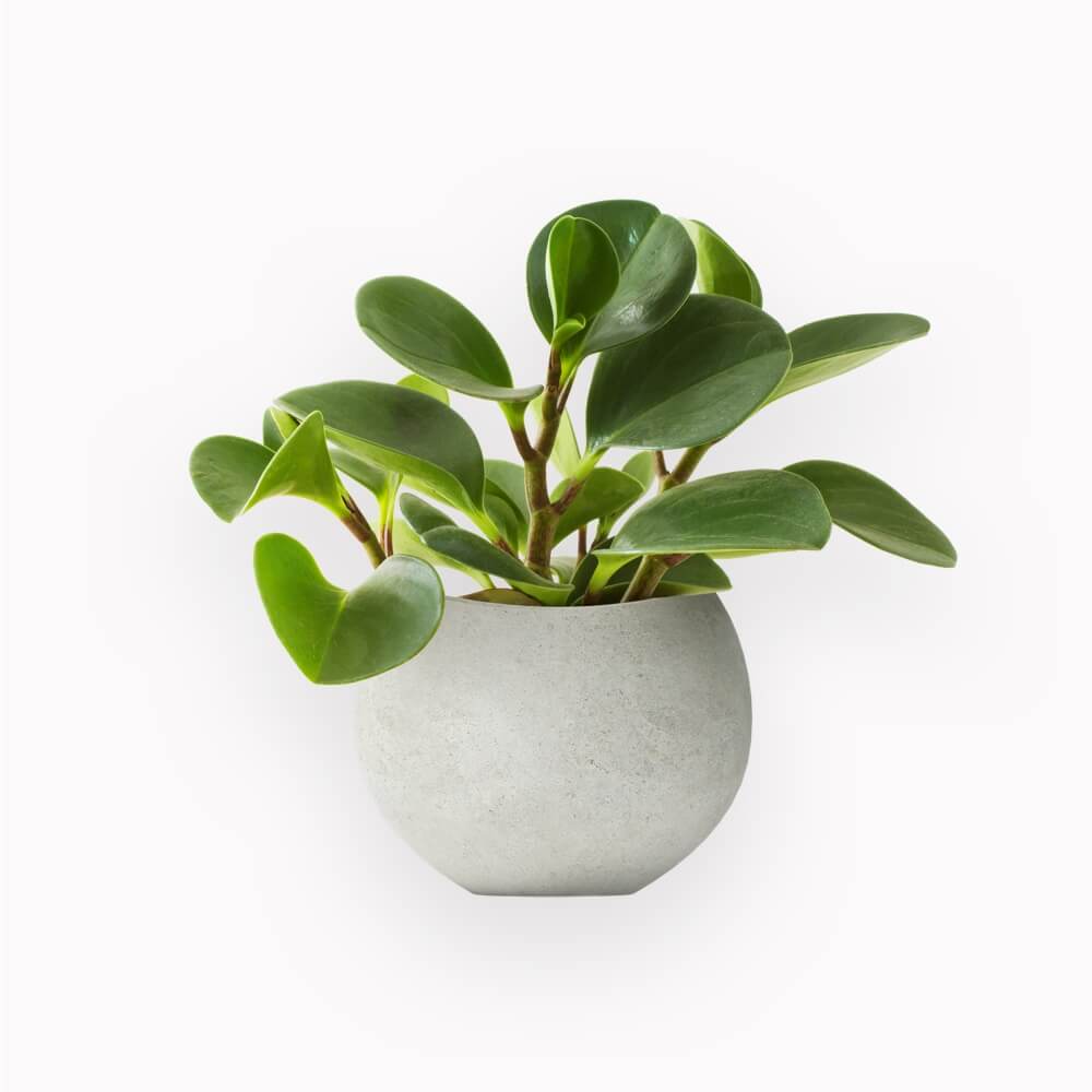 New collection discount